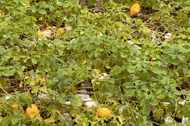 台南水道博物館雨後嬌客到　山苦瓜蔓生太可愛 | 華視新聞