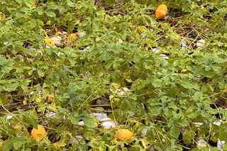 台南水道博物館雨後嬌客到　山苦瓜蔓生太可愛