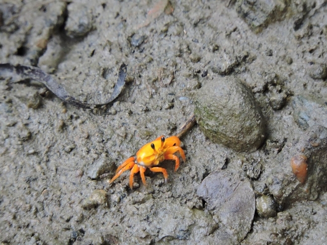 高雄援中港濕地招潮蟹達10種　變色高手正活躍 | 華視新聞