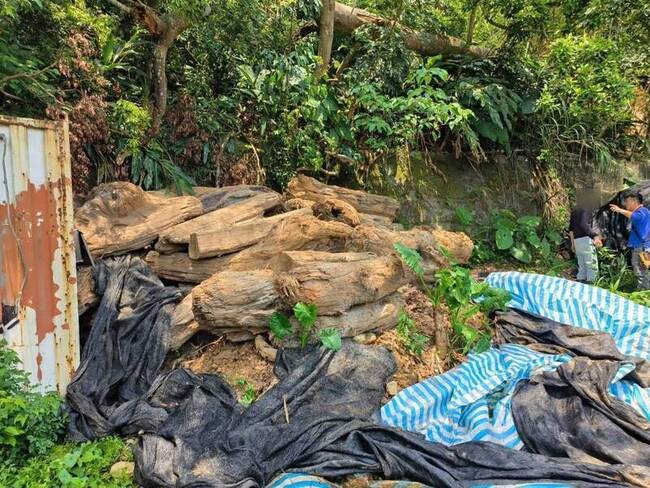 13噸國有貴重木材藏放私有地 警查獲涉竊男子 | 華視新聞