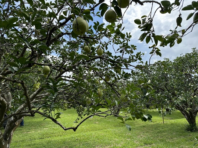 颱風楊柳將襲　花蓮瑞穗文旦柚農保品質不搶收 | 華視新聞