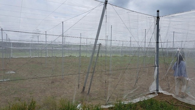 颱風楊柳逼近　高市農業局籲農友做好防災準備 | 華視新聞