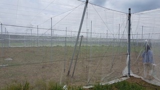 颱風楊柳逼近　高市農業局籲農友做好防災準備