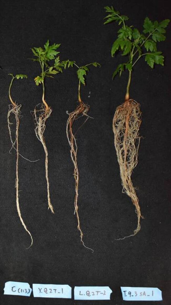 海棠根部具耐鹽益菌  助提升防風林、綠帶存活率 | 華視新聞