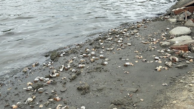 雲林口湖文蛤大量死亡  縣府爭取中央從速救助 | 華視新聞