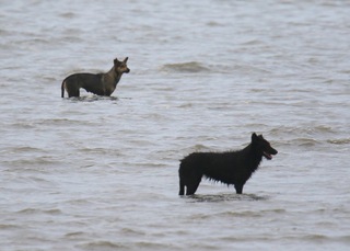 新竹香山濕地野狗撲咬水鳥　市府：加強巡查誘捕