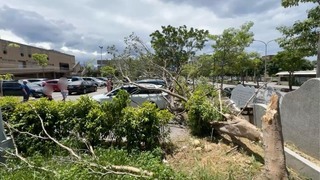 強風吹倒大樹  竹南鎮立泳池停車場5車遭壓受損