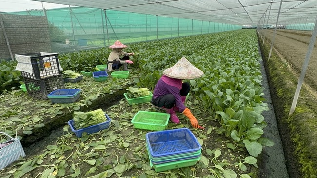 颱風楊柳逼近　雲林菜農搶收、柚農護樹 | 華視新聞