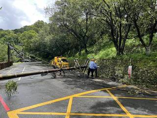 颱風楊柳颳強風　北市文山區樹倒拉垮電桿