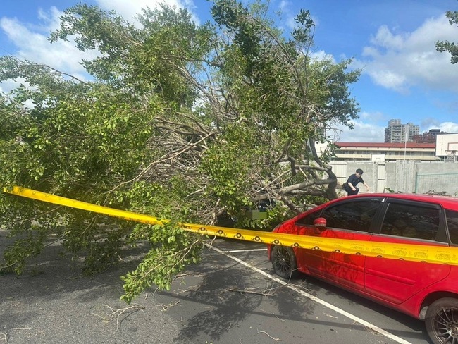 颱風楊柳來襲　新北三重路樹被吹倒波及路過騎士 | 華視新聞