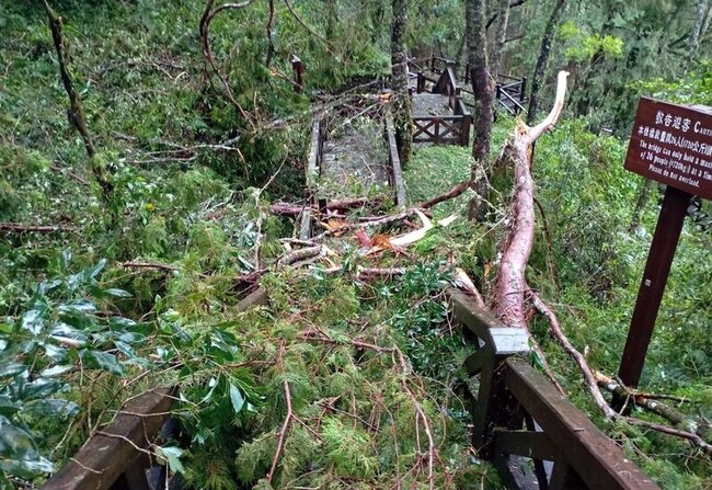 阿里山森林遊樂區14日持續休園　林鐵也停駛 | 華視新聞