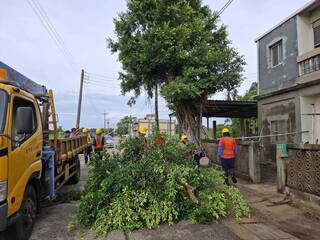 颱風楊柳影響金門路樹倒　林務所持續巡護各路段