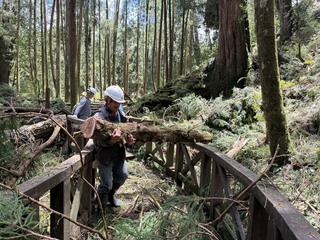 阿里山森林遊樂區清理倒木  預計15日恢復開園