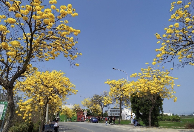 確保路人安全  彰化芬園93株黃金風鈴木9月將移除 | 華視新聞