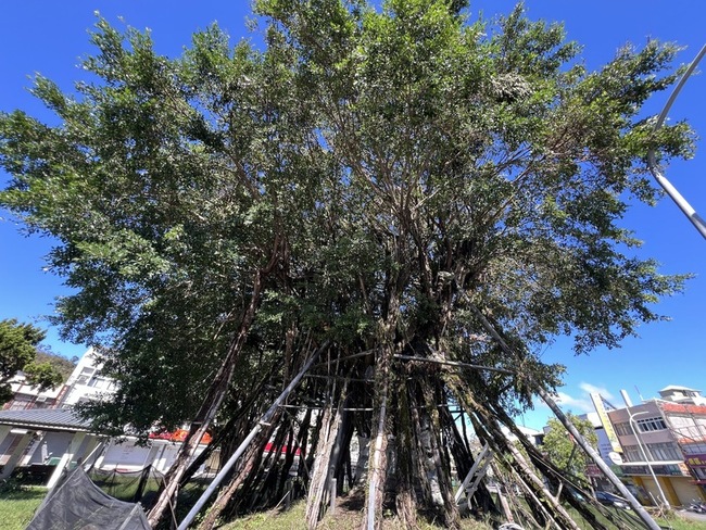 台東空中樹5年挺過3颱風 生命力恢復到98% | 華視新聞