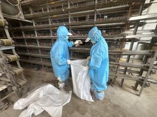 彰化福興1鵪鶉場驗出禽流感　撲殺近7萬隻