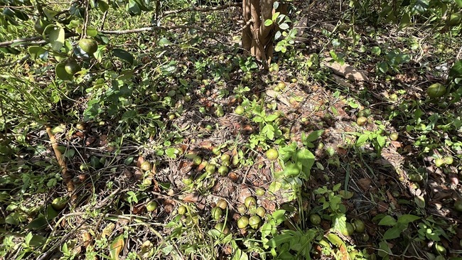 颱風重創台東農業  陳瑩、莊瑞雄：全品項現金救助 | 華視新聞