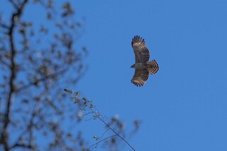投入熊鷹多年研究　玉管處出書一窺神秘面紗獲獎