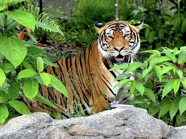 北市與新加坡合作借殖 馬來虎Serikin悠遊新家 | 華視新聞