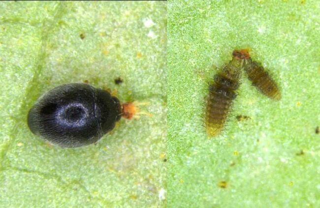 苗栗農改場用天敵防木瓜害蟲　減少藥劑又保收成 | 華視新聞