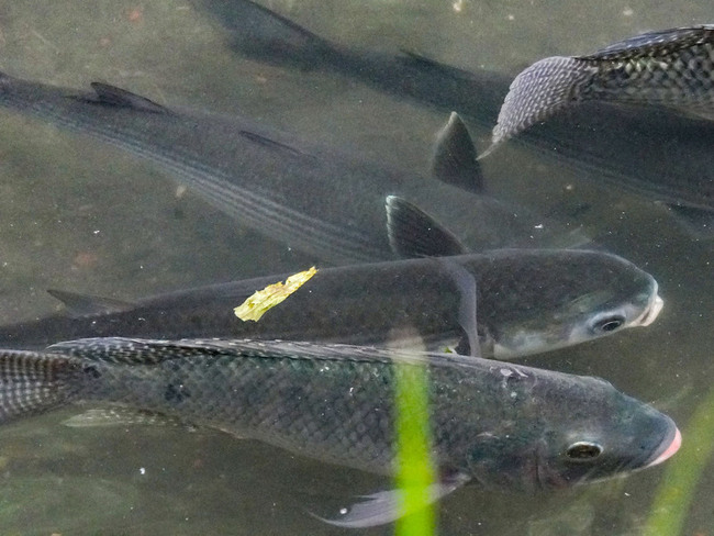 烏魚現蹤瓦磘溝　新北：臭水溝蛻變綠色廊道 | 華視新聞