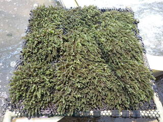 國海院團隊採集逾52種本土藻類　1/6具產業潛力