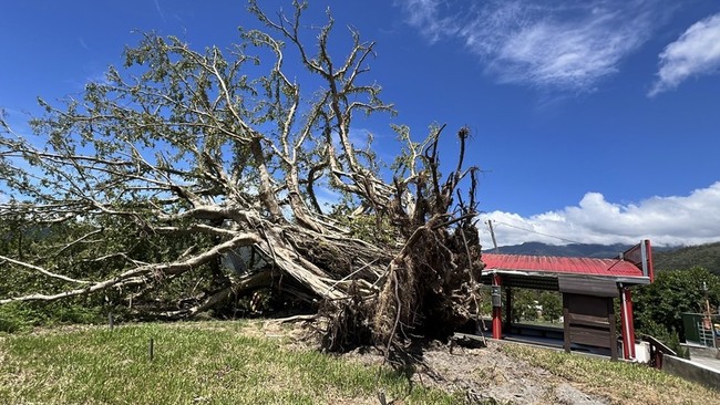 珍貴老樹不敵颱風　台東土地公廟老榕樹保留樹頭 | 華視新聞