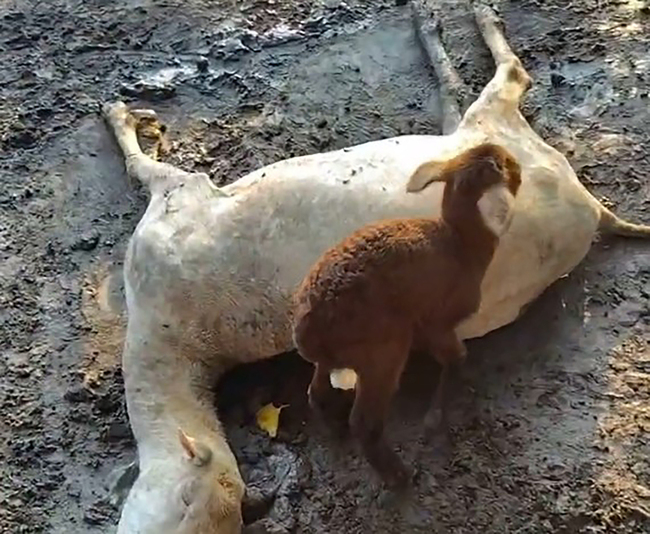 彰化飼主控地主毒害逾百隻羊　全案進入司法程序 | 華視新聞