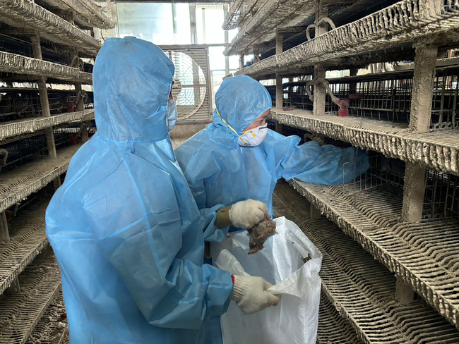 彰化鹿港1鵪鶉場驗出禽流感　撲殺逾10萬隻 | 華視新聞