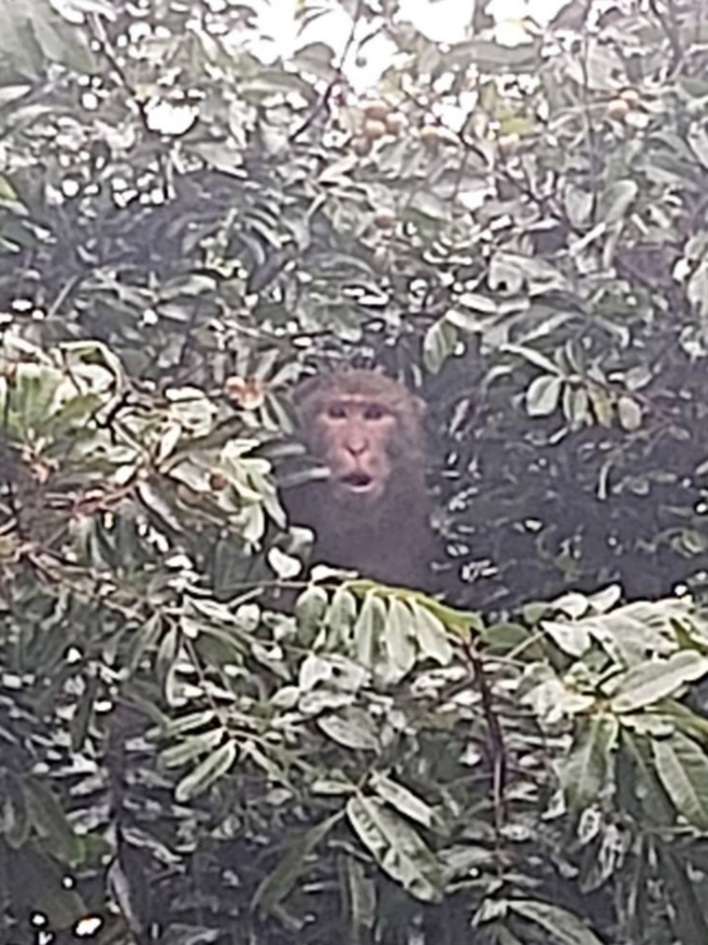 北投市場通報獼猴偷水果　北市府足跡追蹤關渡捕獲 | 華視新聞