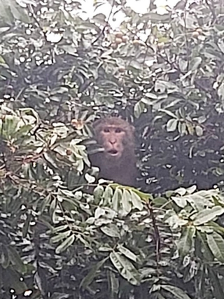 北投市場通報獼猴偷水果　北市府足跡追蹤關渡捕獲