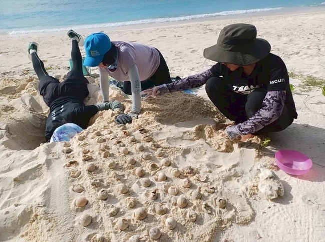 全台海龜產卵創近3年新高　6處棲地紛報喜 | 華視新聞