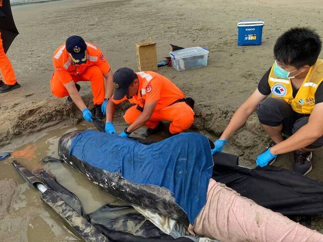 海豚擱淺屏東海口沙灘　評估預後不佳人道處理 | 華視新聞