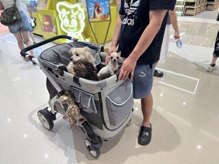 中國寵物經濟快速成長  「養兒式養寵」觀念盛行