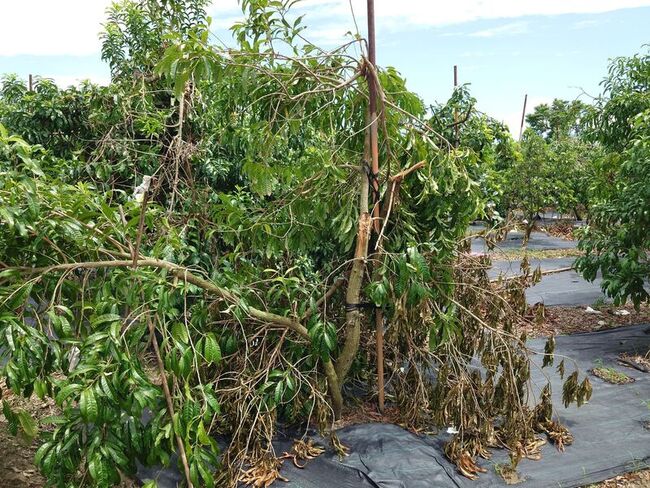 高市颱風楊柳豪雨農損救助  8/22起受理申請 | 華視新聞