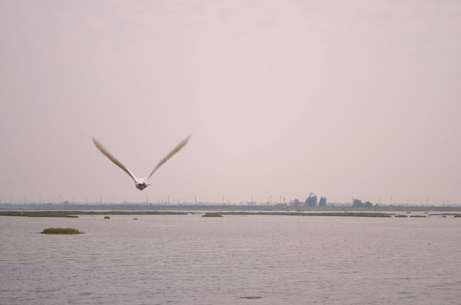 保育團體提案  布袋鹽田濕地爭升國際級 | 華視新聞