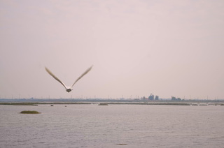 保育團體提案  布袋鹽田濕地爭升國際級