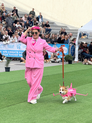 立陶宛年度柯基犬賽跑 百隻短腿毛孩飛奔萌翻全場
