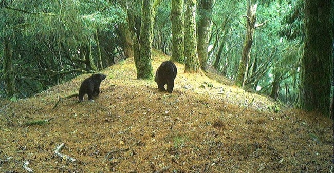 玉山園區黑熊高密度棲息地　山友罕見目擊母子熊 | 華視新聞