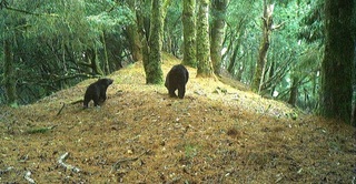 玉山園區黑熊高密度棲息地　山友罕見目擊母子熊