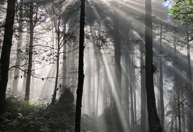 捕捉阿里山秋霧魔幻時刻  林保署9/13寫真旅限80人 | 華視新聞