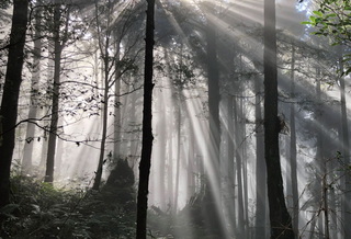 捕捉阿里山秋霧魔幻時刻  林保署9/13寫真旅限80人