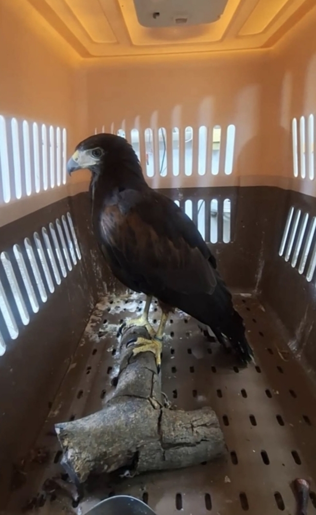 彰化撿到栗翅鷹　9/1前飼主未領回開放認養 | 華視新聞