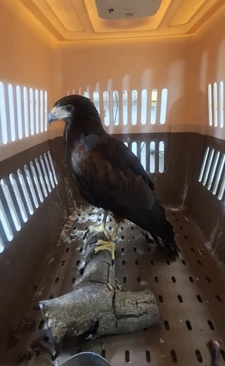 彰化撿到栗翅鷹　9/1前飼主未領回開放認養