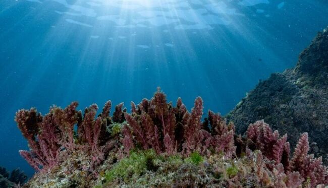 畜牧淨零新解　人工養殖海門冬大減牛羊甲烷排放 | 華視新聞