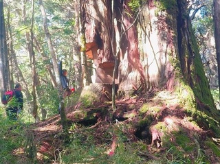 越南移工組盜伐集團　南投檢警緝獲起訴10人