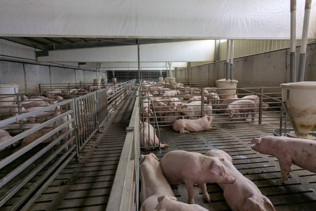 風災後畜牧場重建　台南鼓勵把握補助轉型升級 | 華視新聞