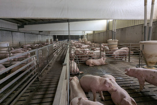 風災後畜牧場重建　台南鼓勵把握補助轉型升級