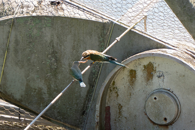 北市動物園栗喉蜂虎　自然繁殖成功寫新頁 | 華視新聞