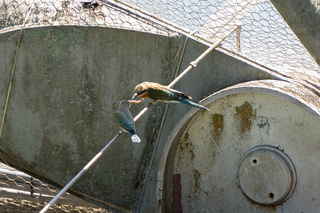 北市動物園栗喉蜂虎　自然繁殖成功寫新頁